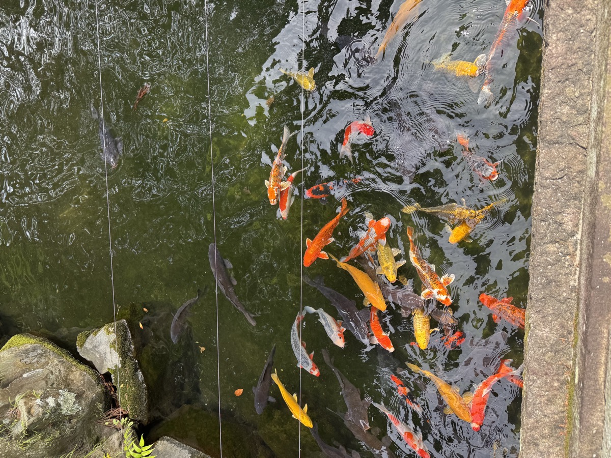 建部大社の池で泳ぐ錦鯉